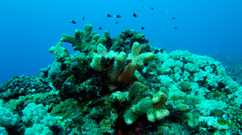 豊かなサンゴ礁